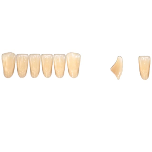 Pala Denture Teeth Mondial 6 Anterior CE - Lower L341