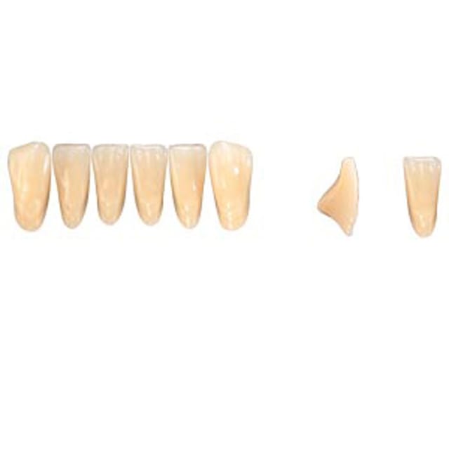 Pala Denture Teeth Mondial 6 Anterior CE - Lower L378